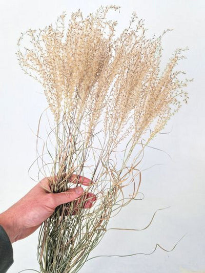 Miscanthus 90 cm