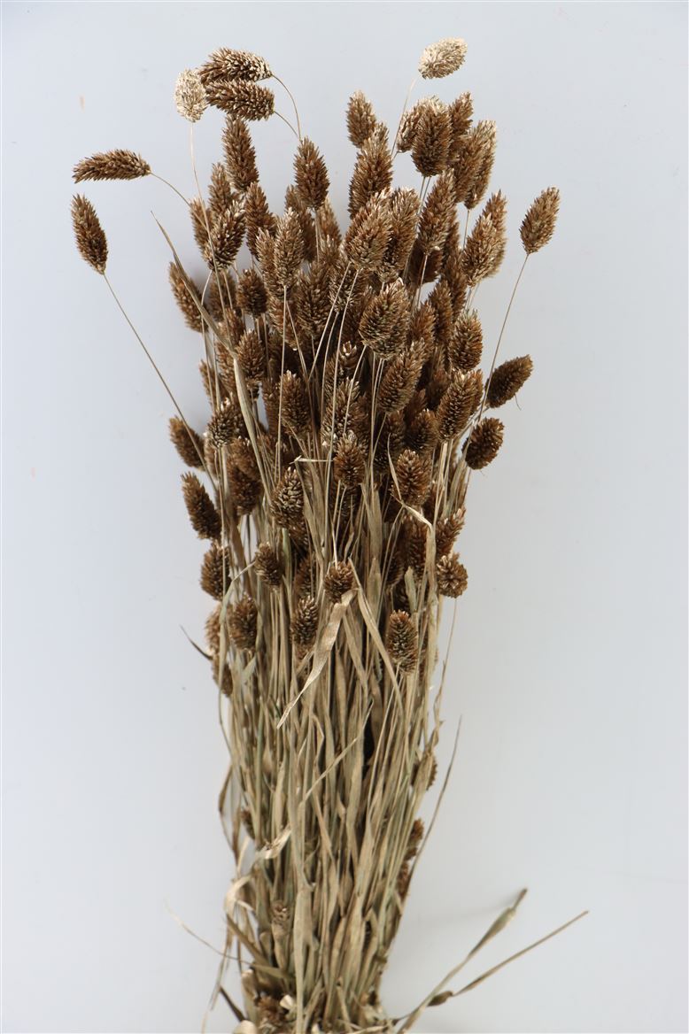 Dried Phalaris Dark Gold