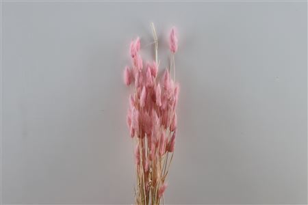 Dried Lagurus Ovatus Pink