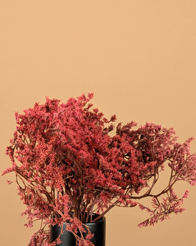 Dried Statice Tatarica Pink