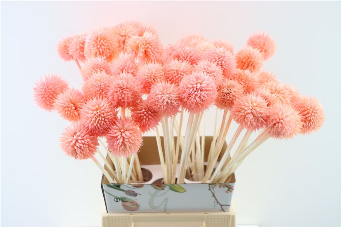Dried Leonotis or Leeuwenoor Salmon Pink