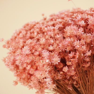 Dried Marcela Pink Flowers