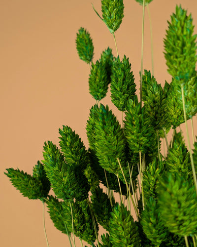 Gedroogde phalaris – groen