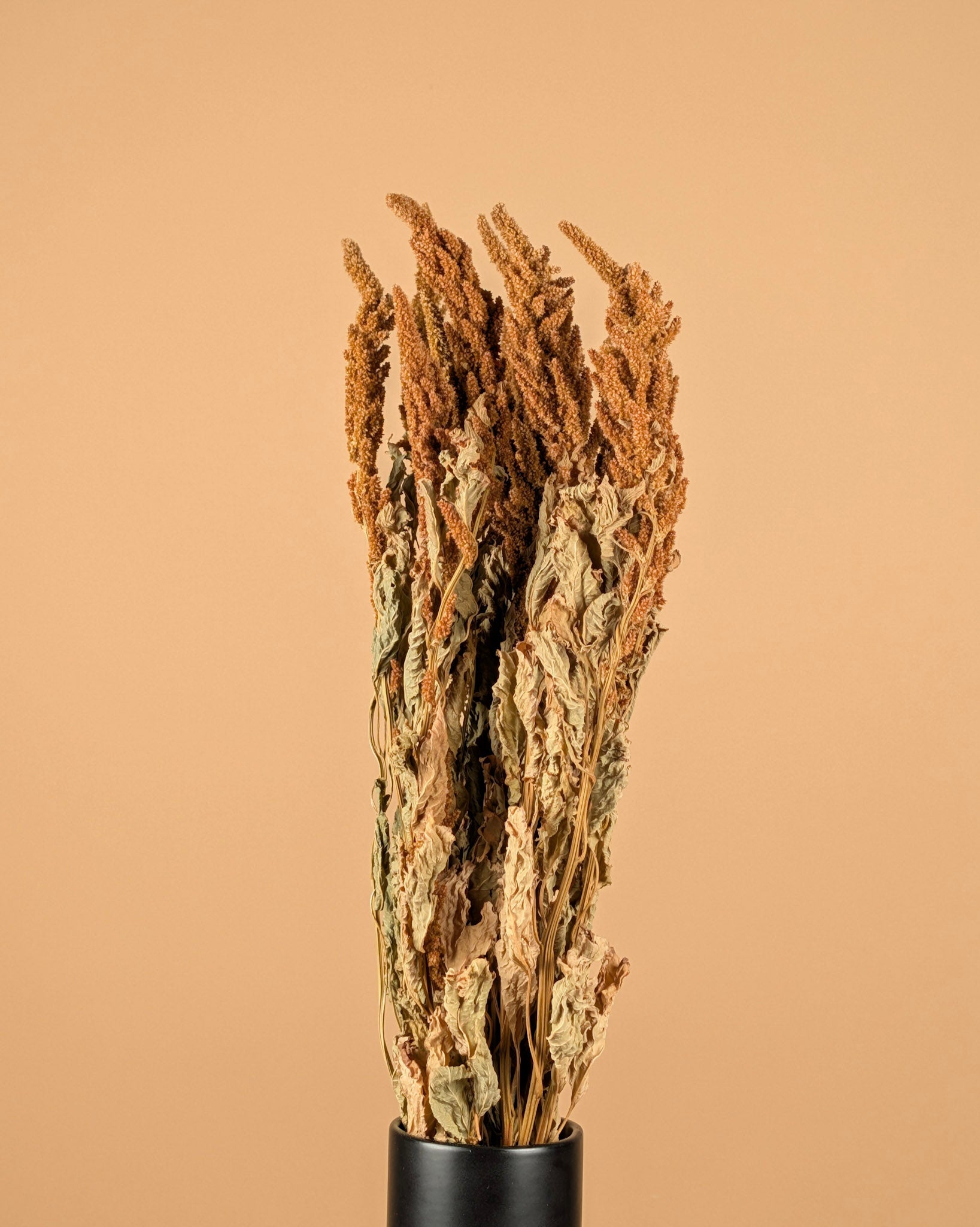 Gedroogde amaranthus – oranje