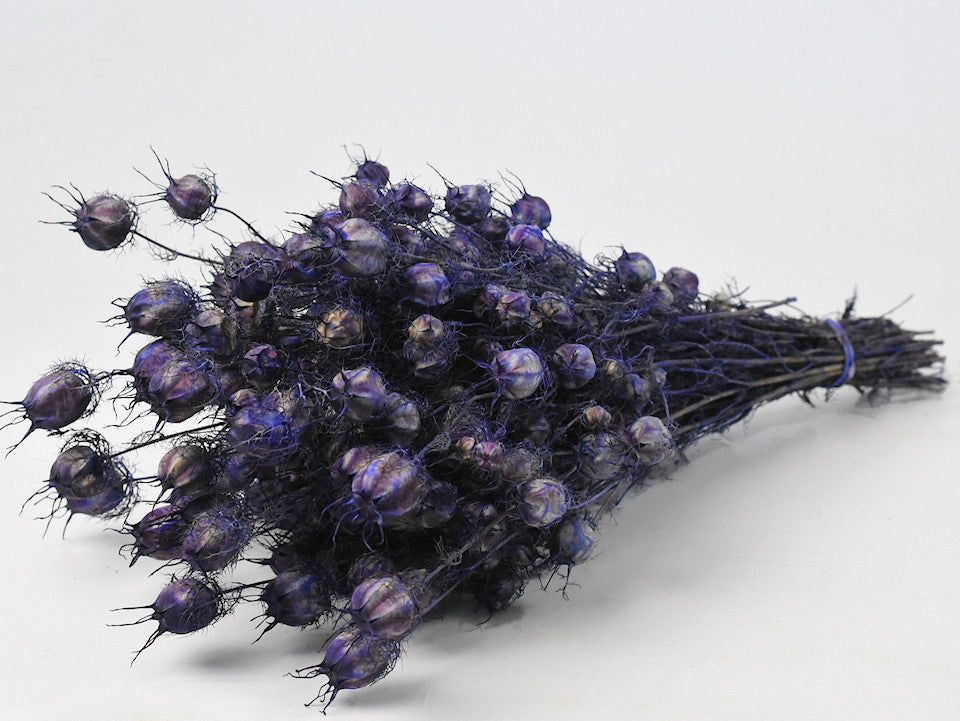 Nigella Purple 45cm