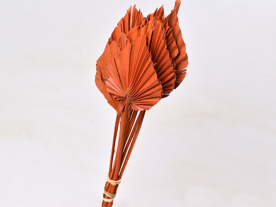 Palm spear 40-55cm orange