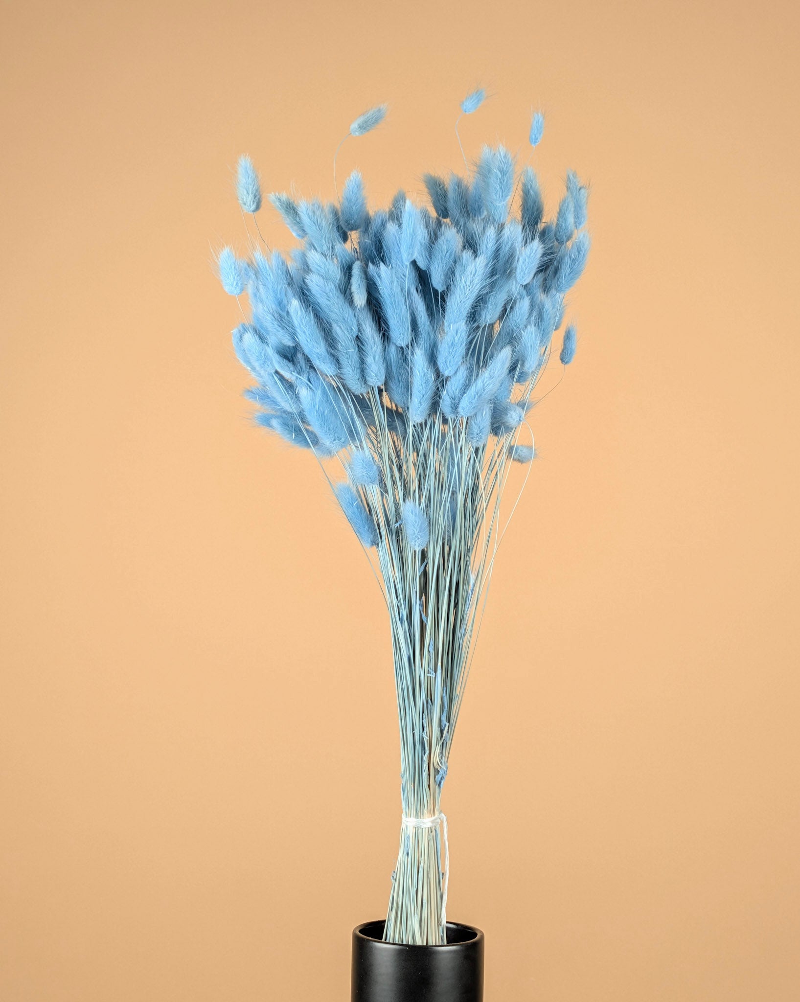 Dried Lagurus Ovatus Light Blue