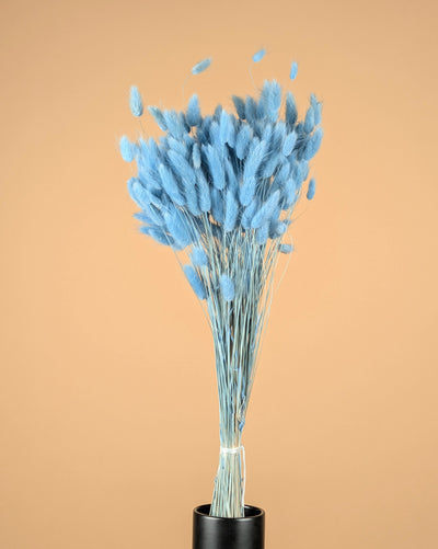 Dried Lagurus Ovatus Light Blue