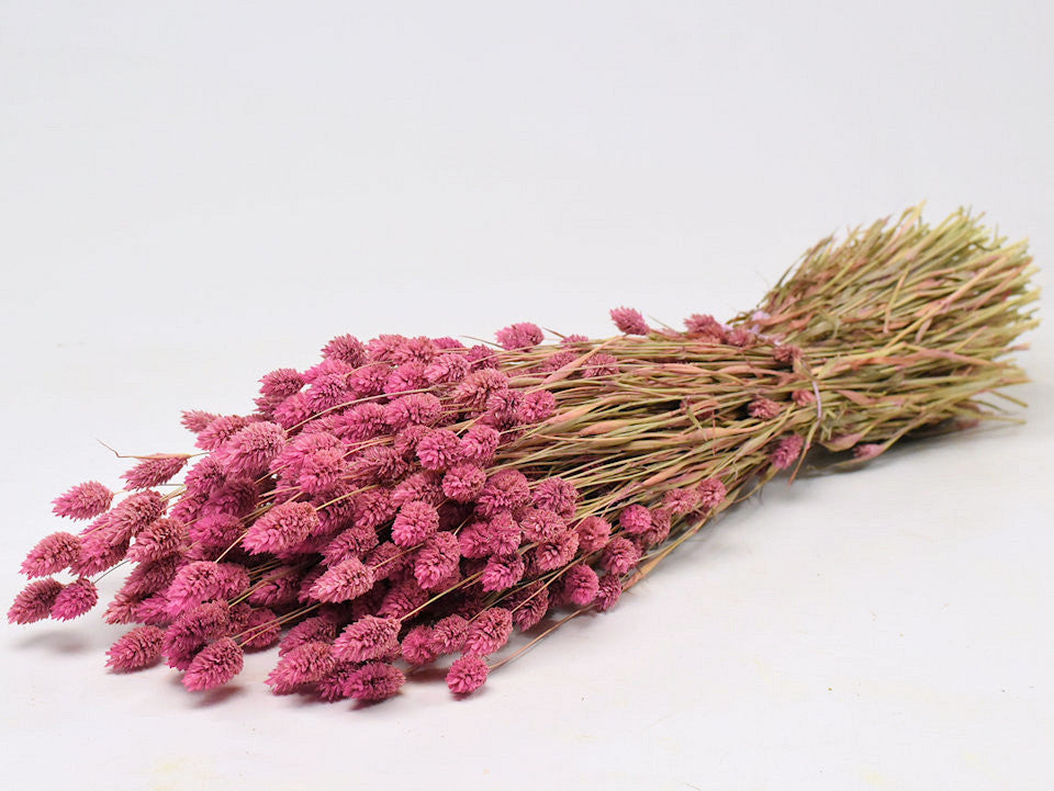 Phalaris Pink 70cm