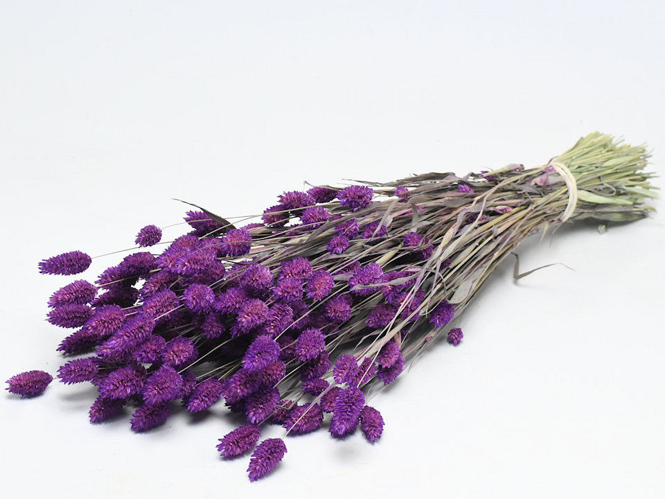 Phalaris Purple 70cm