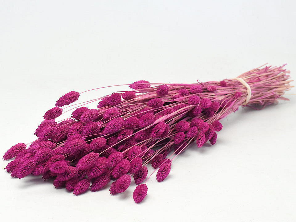 Phalaris Fuchsia 70 cm