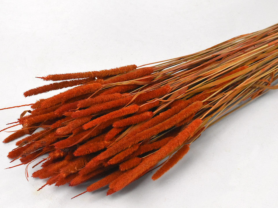 Phleum 100gr. Rust