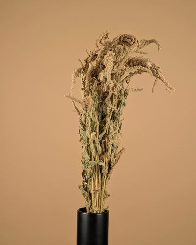 Gedroogde amaranthus caudatus – groen