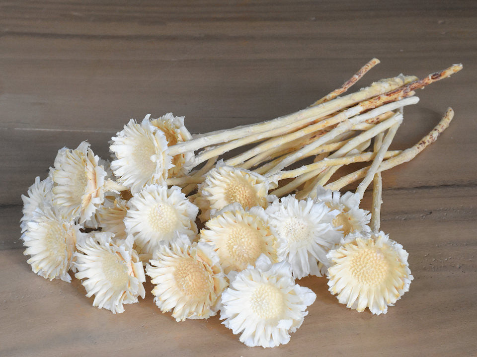 Protea Rosette Bleached 20-pack