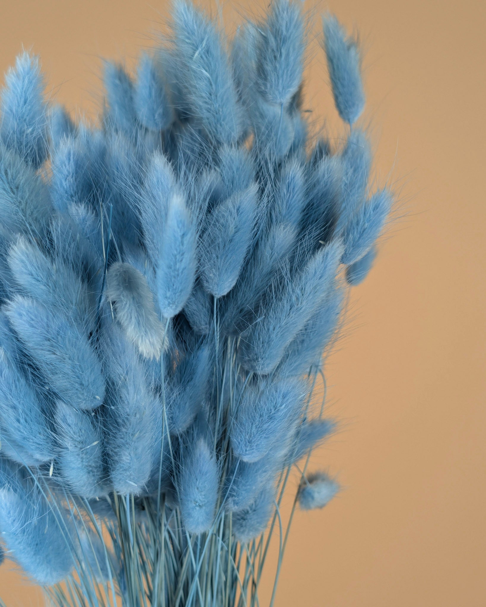 Dried Lagurus Ovatus Light Blue