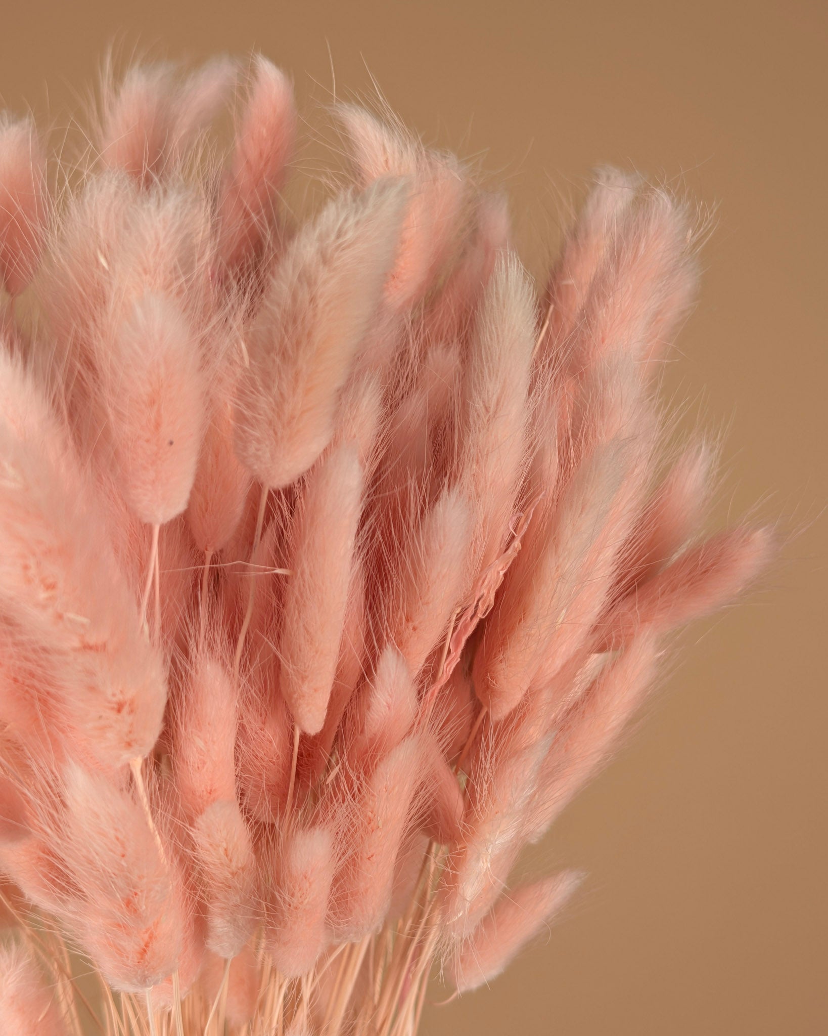 Dried Lagurus Ovatus Light Pink