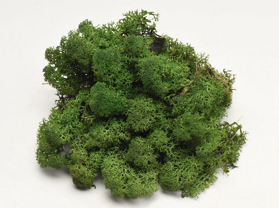 Rentier Moss Moss Green 40gr.