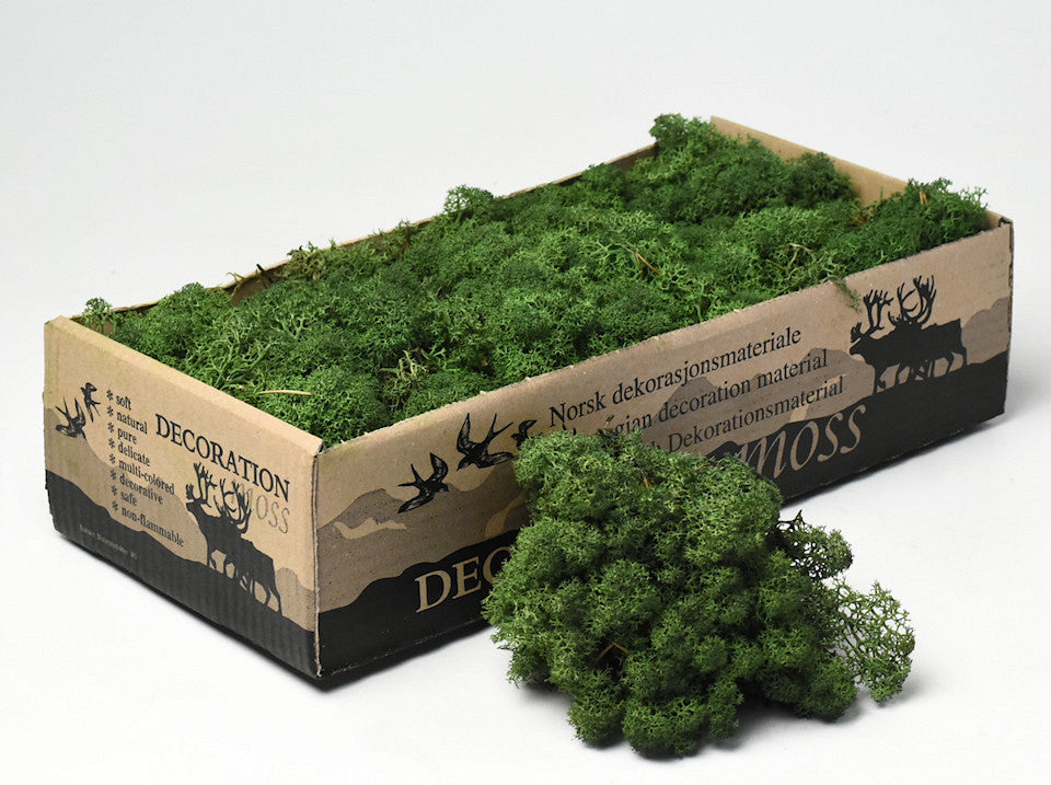 Reindeer moss moss green 500gr.