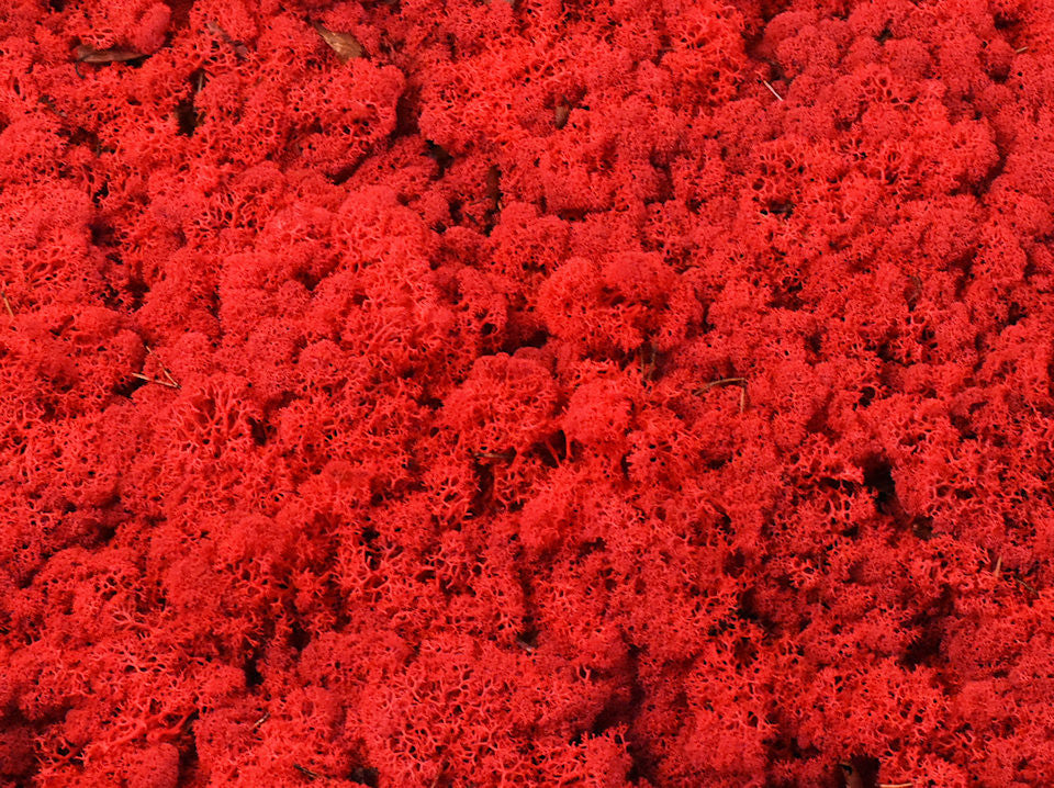 Rendier moss red per kg