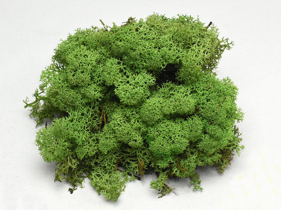 Reindeer moss middle green 40gr.