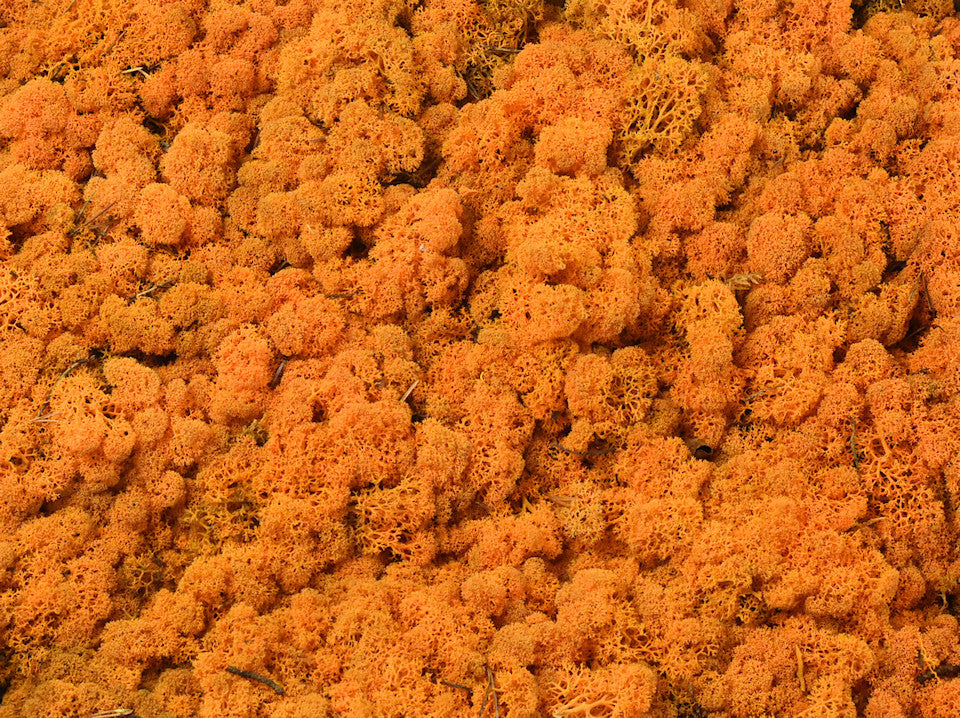 Rendiermos Oranje per kg