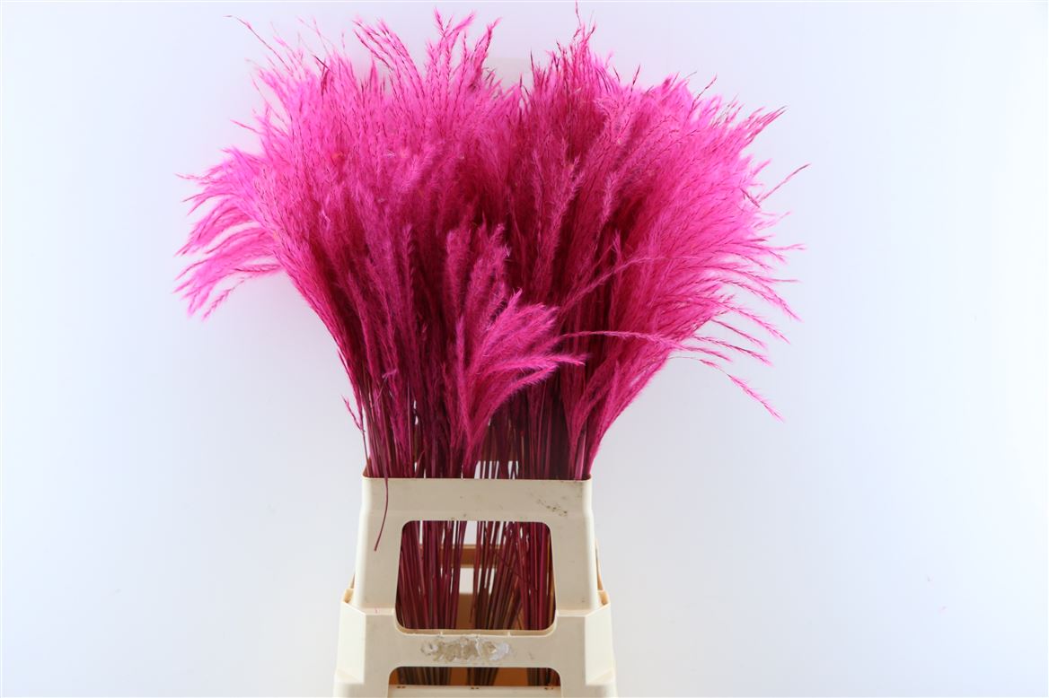 Dried Stipa Feather Cerise (per piece)