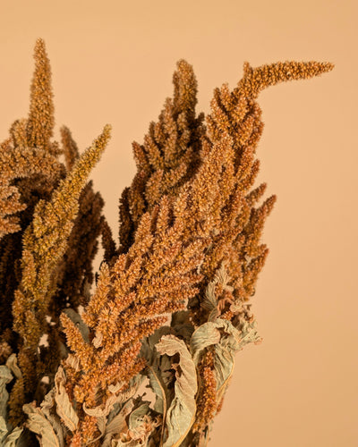 Amaranthus séché à l'orange