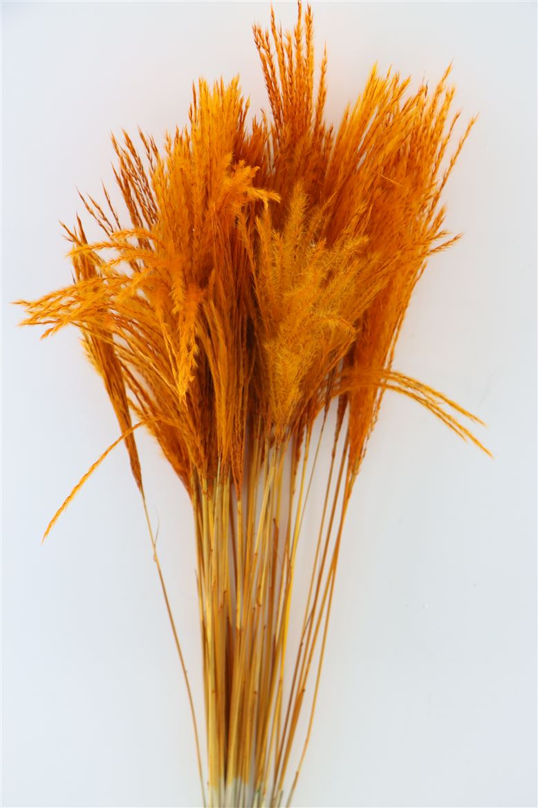 Dried Stipa Feather Orange (per piece)