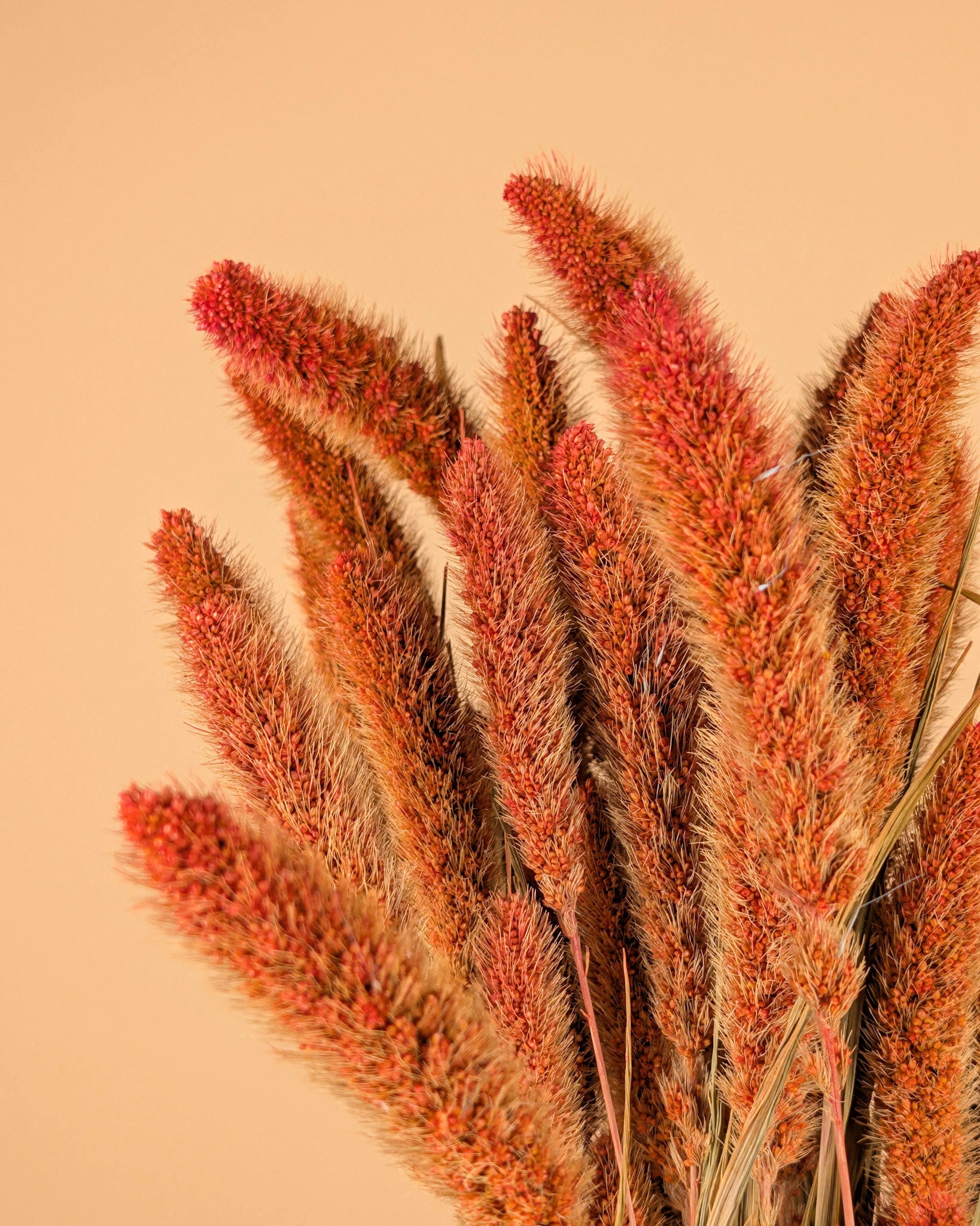 Dried Setaria Orange