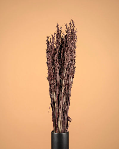 Getrockneter Hafer (Avena) Brown bemalt