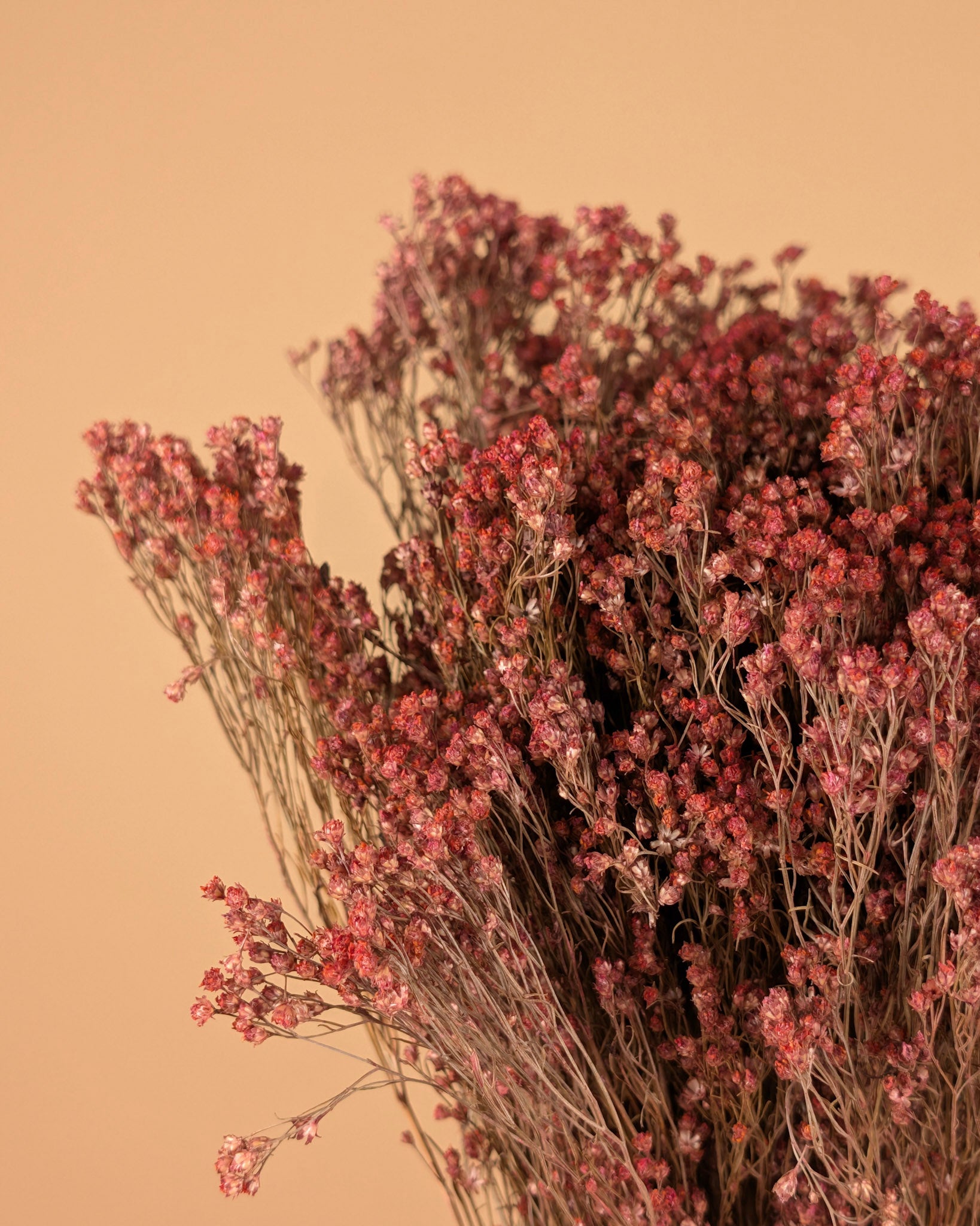 Balai séché Bloom rose