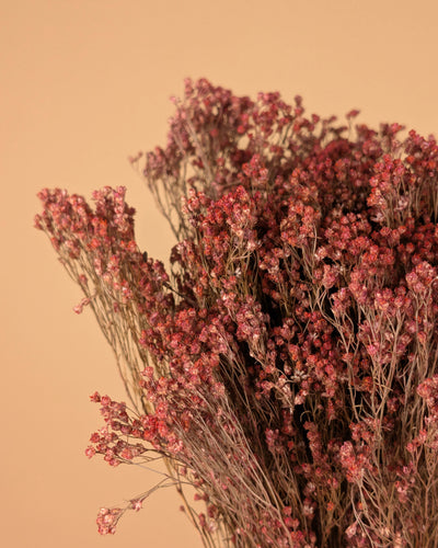 Getrocknetes Besen blühen rosa