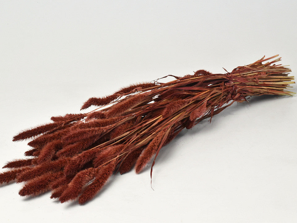 Setaria Red -Brown 65 cm