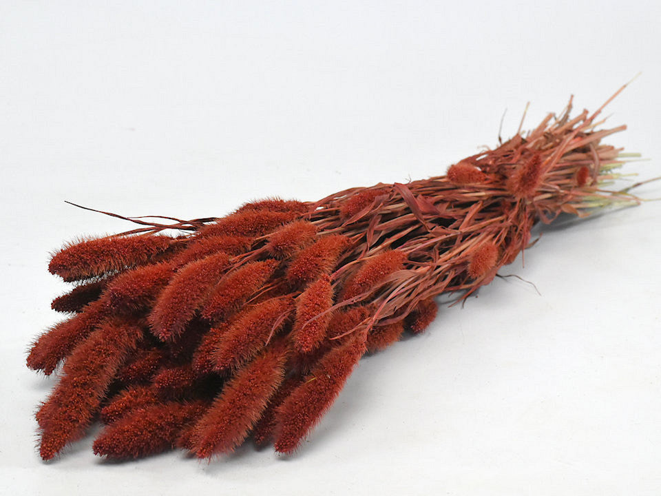 Setaria Rust Red 65 cm