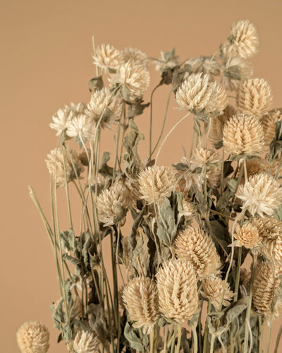 Dried Gomphrena White