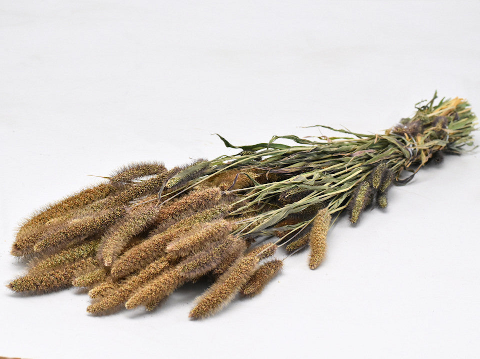 Setaria italica 65cm (Trosgierst)