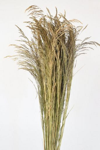 Silvergrass 110 cm 200gr.