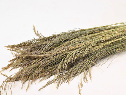 Silvergrass 110 cm 200gr.