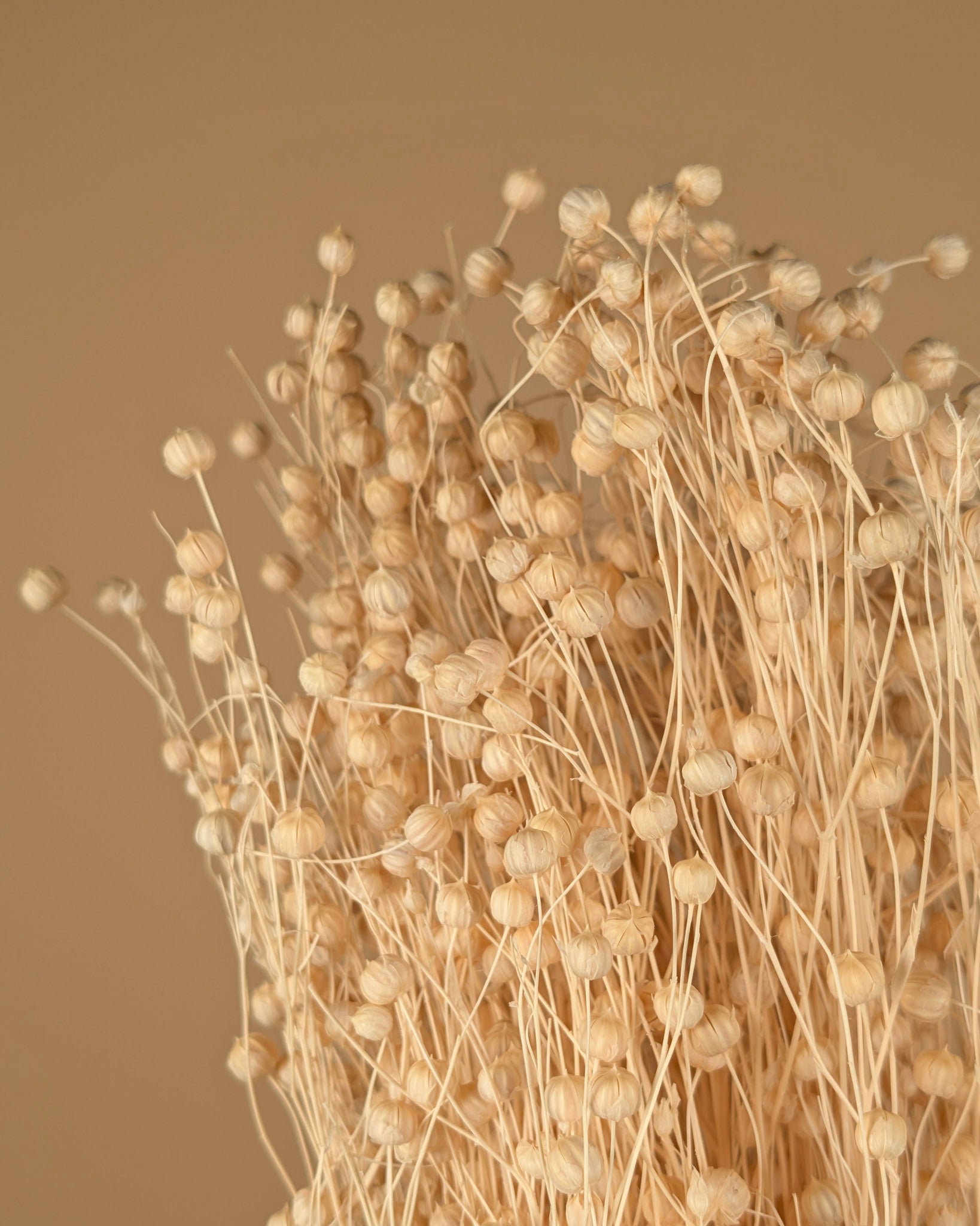 Dried Lino Vlas (Linum) bleached