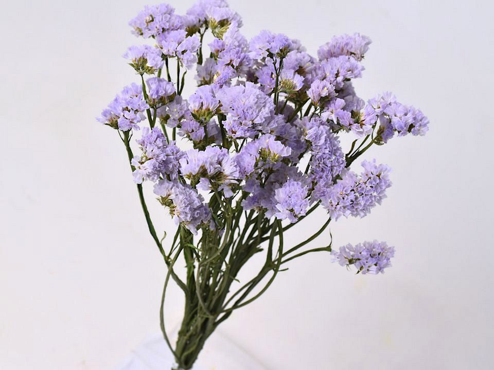 Stattice sinuata Light Violet