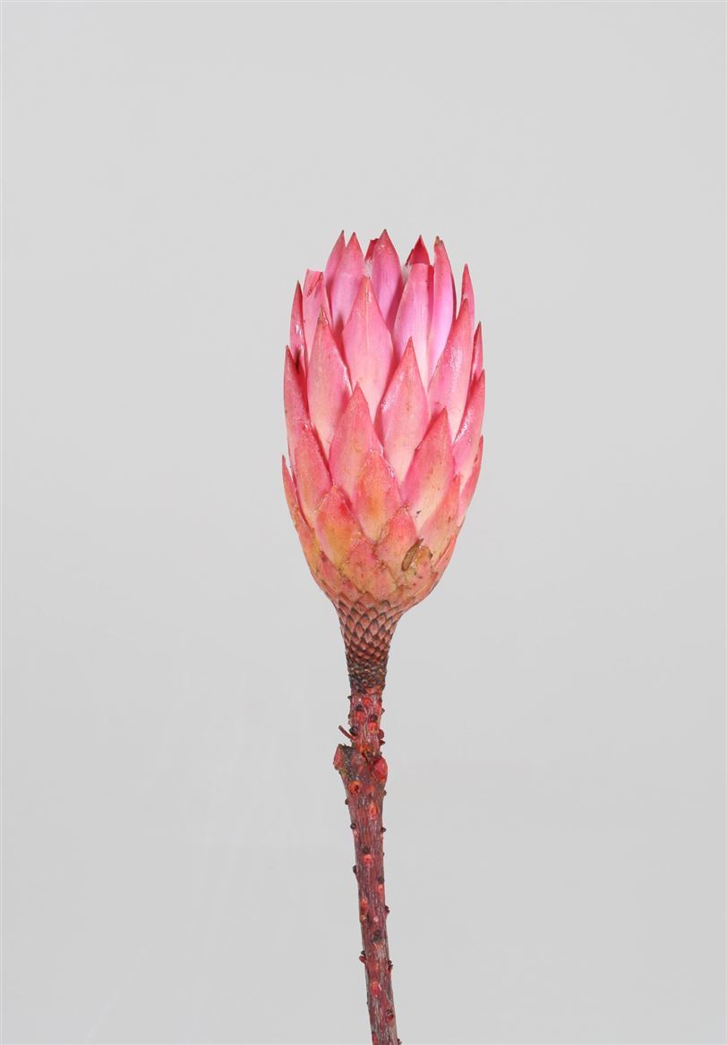 Protea roze gedroogd (per stuk)