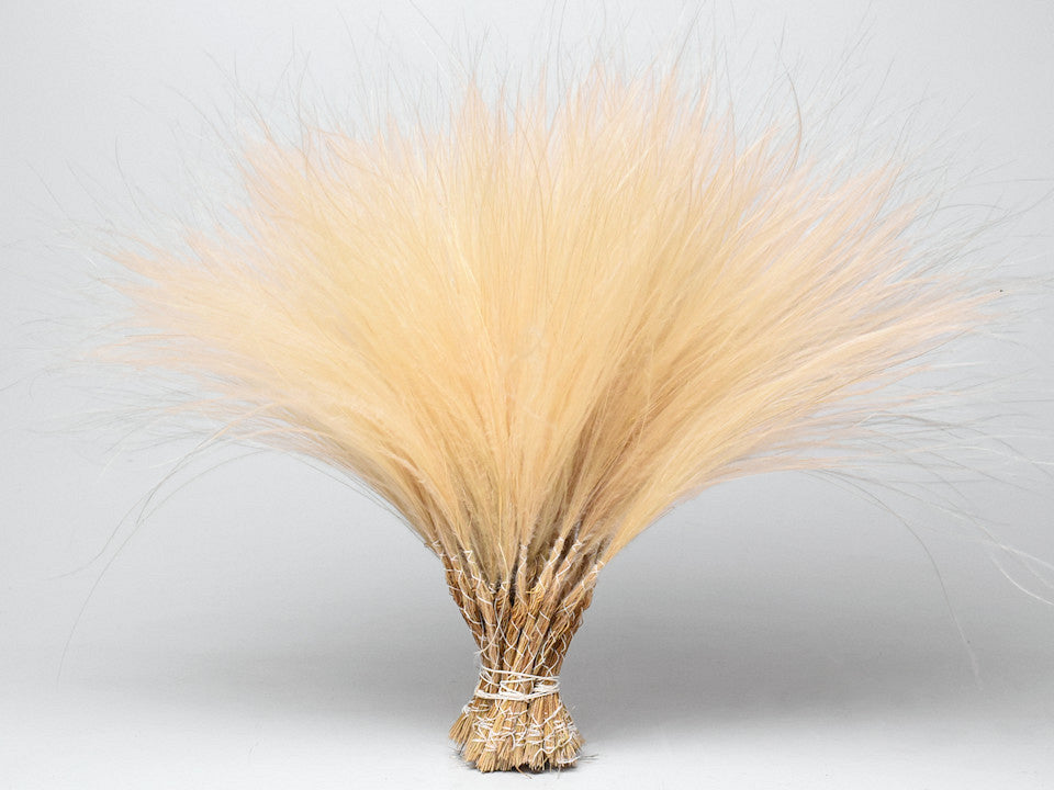 Stipa Penata 50cm, paquet de 50 navires