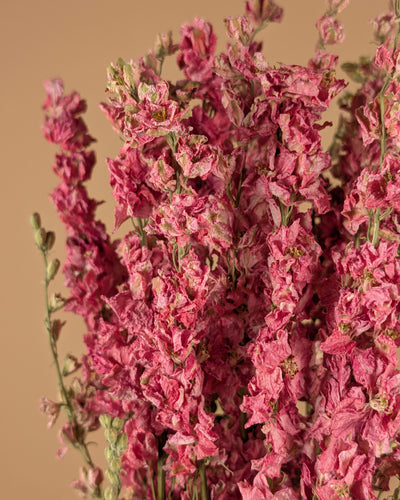 Gedroogde delphinium (ridderspoor) – roze