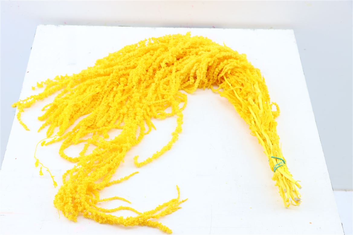 Getrockneter Amaranthus caudatus gelb konserviert