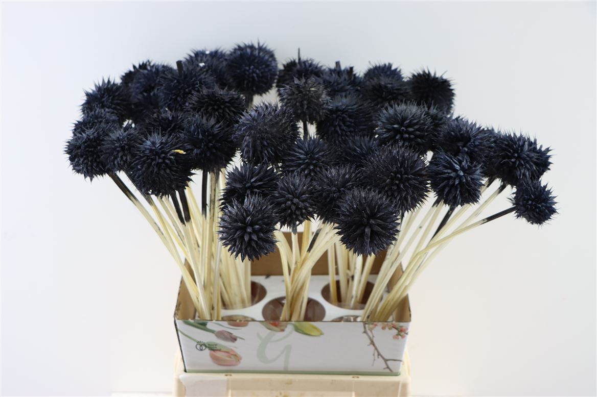 Dried Leonotis or Leeuwenoor Black