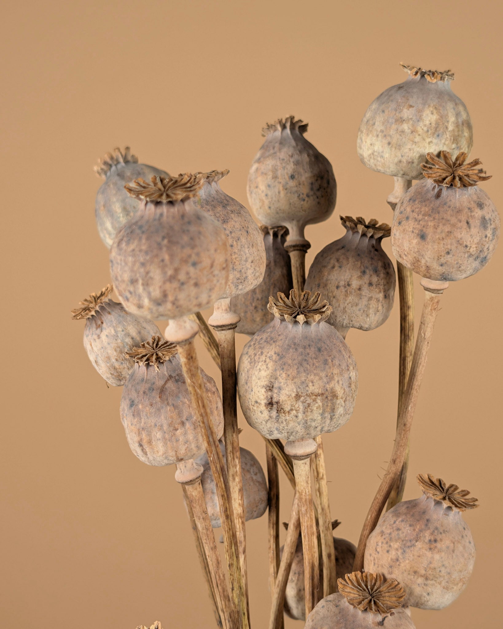 Dried Papaver Natural Green/Gray