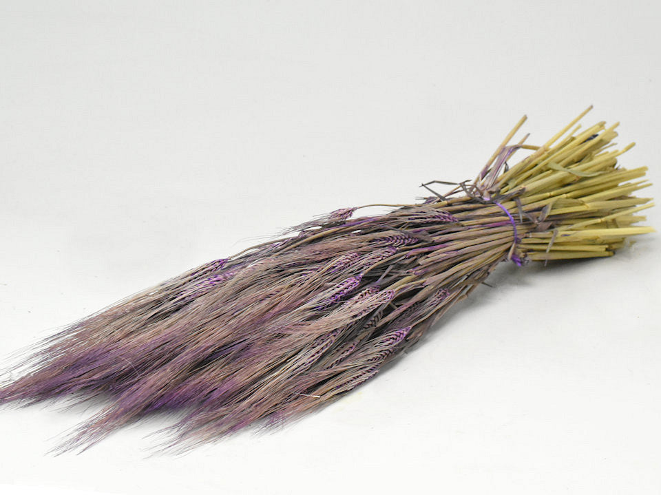 Barley purple 70 cm