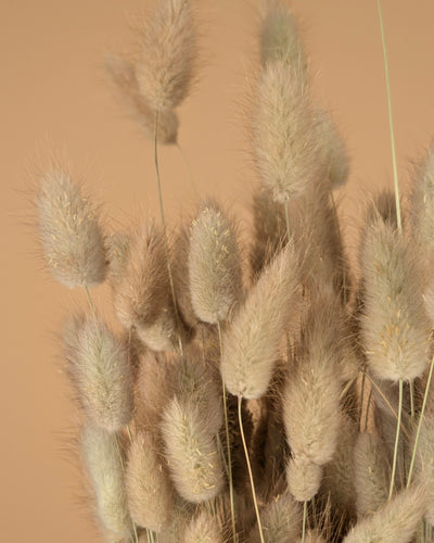 Lagurus ovatus séché (Hazenstaart)