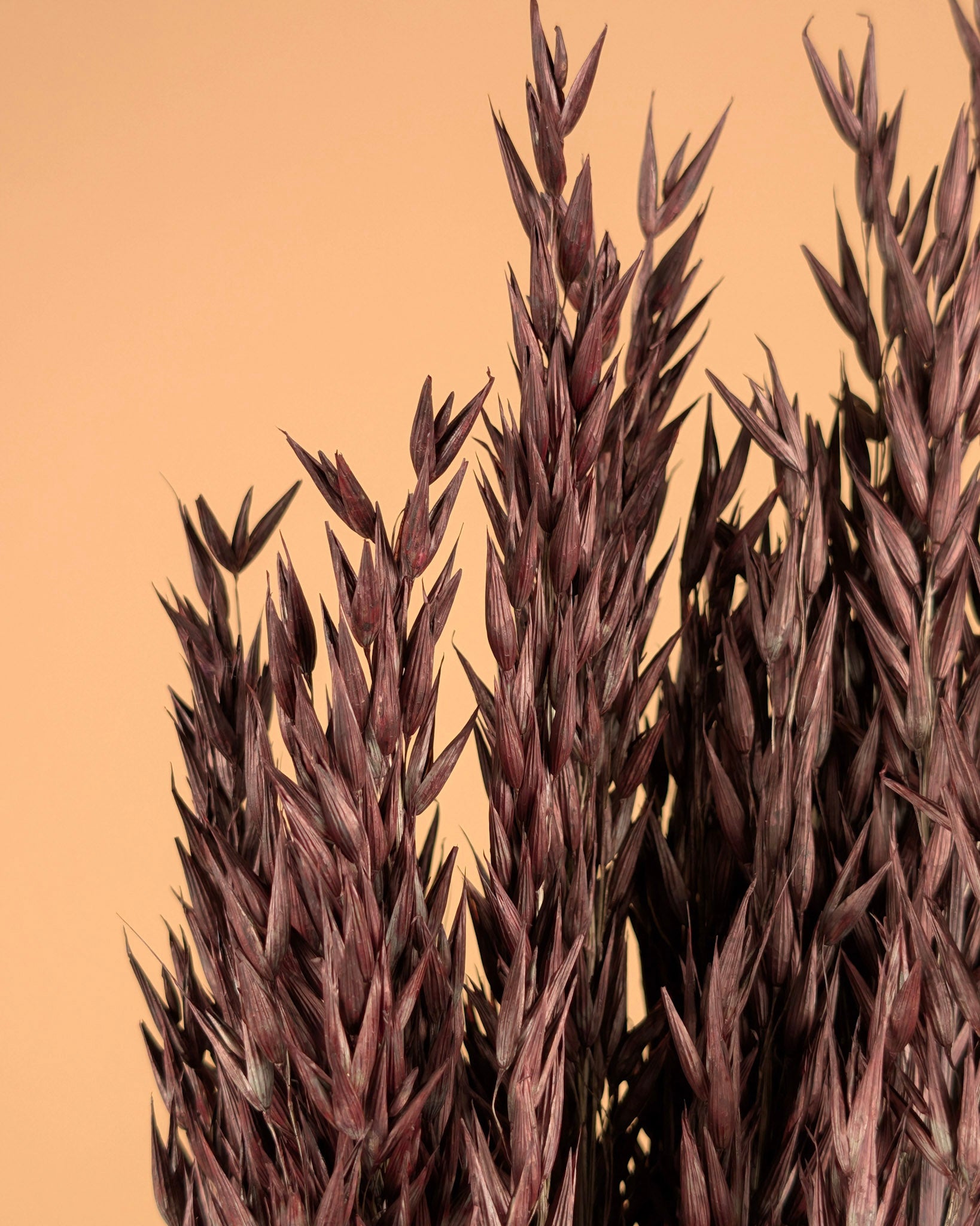 Dried oats (Avena) Brown painted