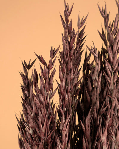 Getrockneter Hafer (Avena) Brown bemalt